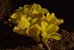 Oxalis foveolata