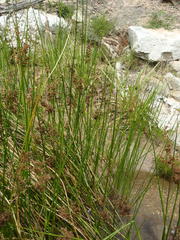 Juncus capensis