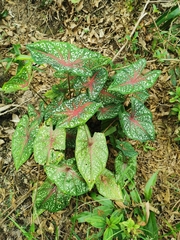 Caladium