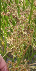 Juncus capensis