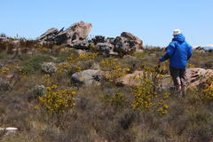 Erica parilis parilis