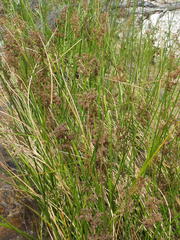 Juncus capensis