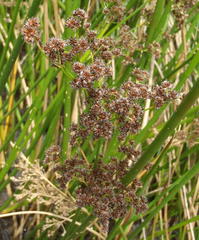 Juncus capensis