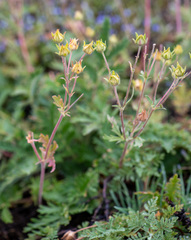 Potentilla conferta