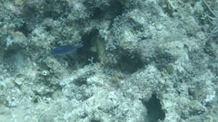 Chromis scotti