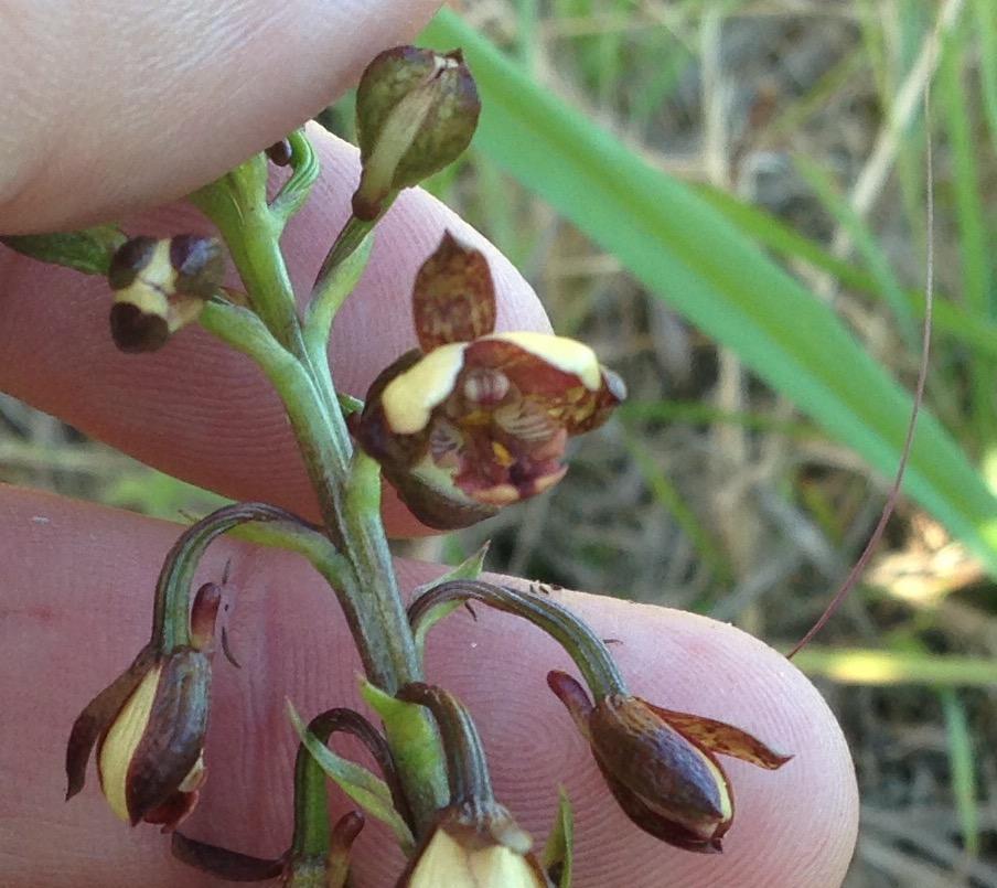 Eulophia tenella