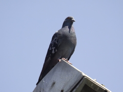 Columba livia
