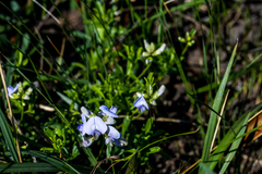 Lotononis bachmanniana