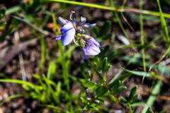 Lotononis bachmanniana