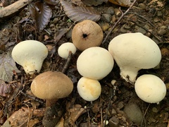 Lycoperdon mammiforme