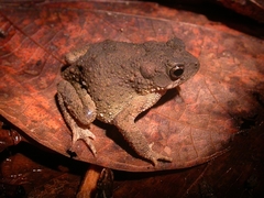 Ingerophrynus macrotis