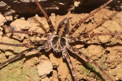 Heteropoda amphora