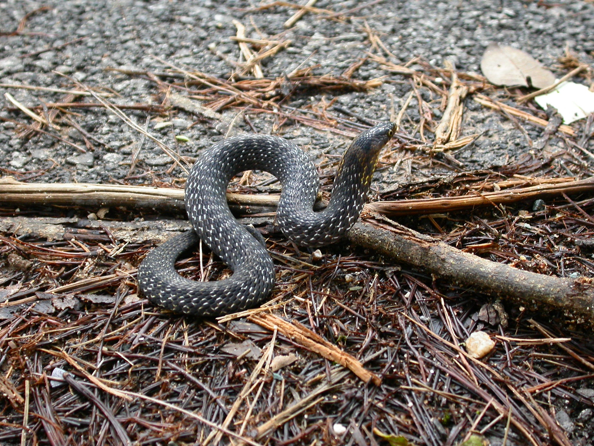 Plagiopholis Boulenger, 1893