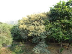 Vachellia leucophloea