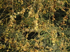 Vachellia leucophloea