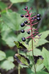 Actaea spicata acuminata