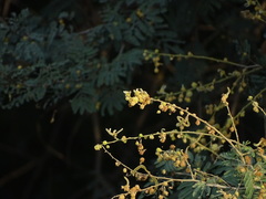 Vachellia leucophloea