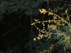 Vachellia leucophloea