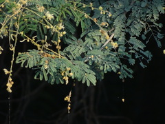 Vachellia leucophloea