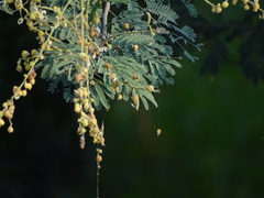Vachellia leucophloea