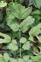 Actaea spicata acuminata