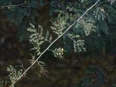 Vachellia leucophloea