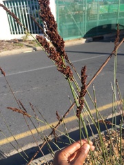 Elegia tectorum