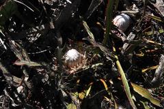 Protea scolopendriifolia