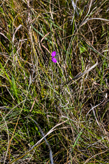 Polygala refracta