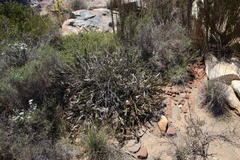 Protea scolopendriifolia