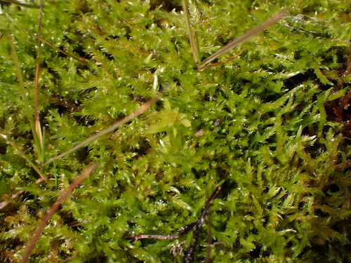 Calliergon richardsonii observed 2021-09-10