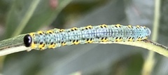 Euura melanocephalus
