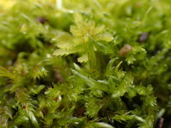 Calliergon richardsonii