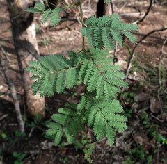Vachellia leucophloea