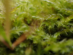 Calliergon richardsonii