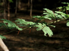 Vachellia leucophloea