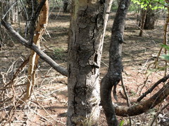 Vachellia leucophloea