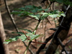 Vachellia leucophloea