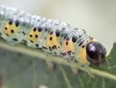 Euura melanocephalus