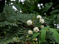 Vachellia leucophloea