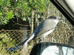 Pyrope pyrope pyrope