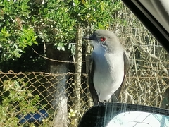 Pyrope pyrope pyrope