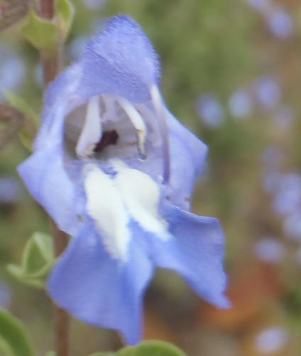 Salvia muirii, photograph 5