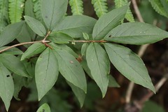 Lonicera maximowiczii