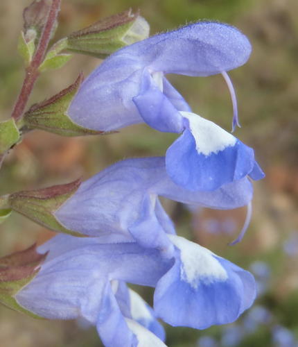 Salvia muirii, photograph 6