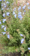 Salvia muirii