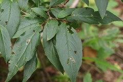 Lonicera maximowiczii