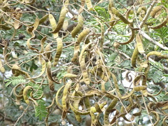 Vachellia leucophloea
