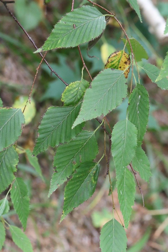 Betula costata (Betula costata)