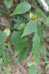 Betula costata